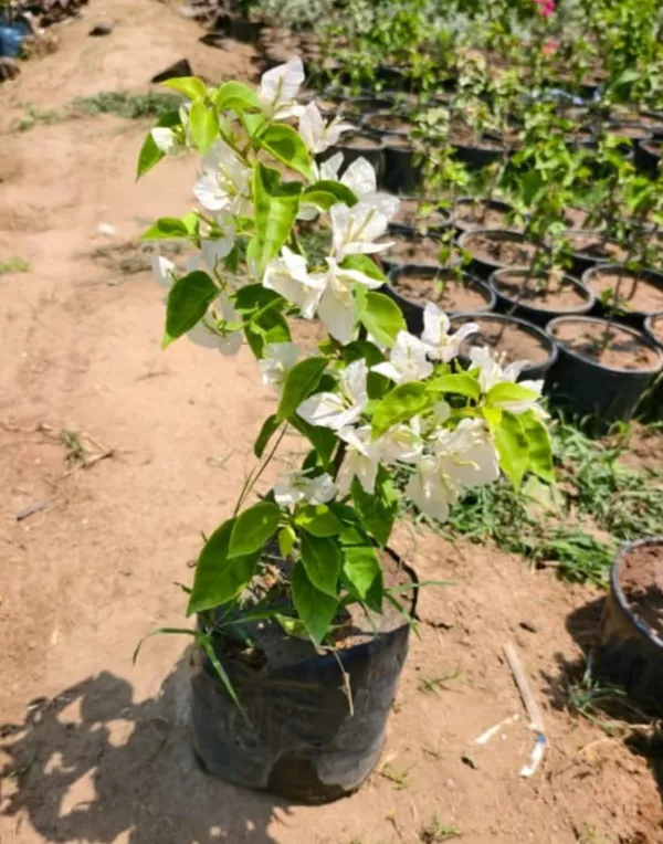 Pack_of_3_Bougainville_Flowering_Plant_Creeper_And_Pink_Bougainville_Red_Flowers