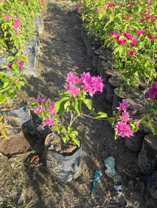 Pack_of_3_Bougainville_Flowering_Plant_Creeper_And_Pink_Bougainville_Red_Flowers