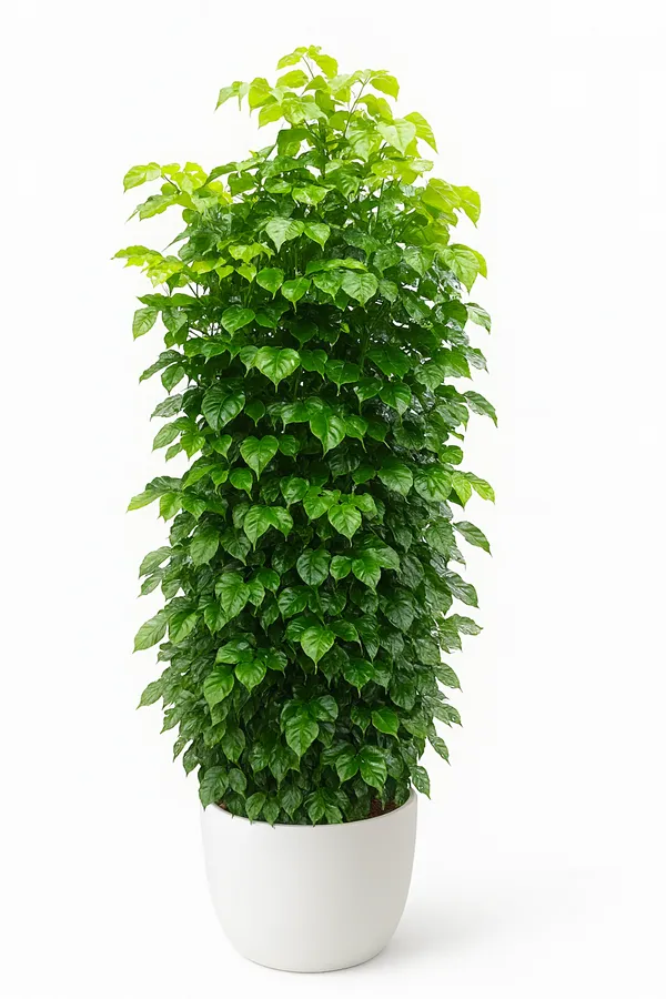 Radermachera_Indoor_Decorative_Plant