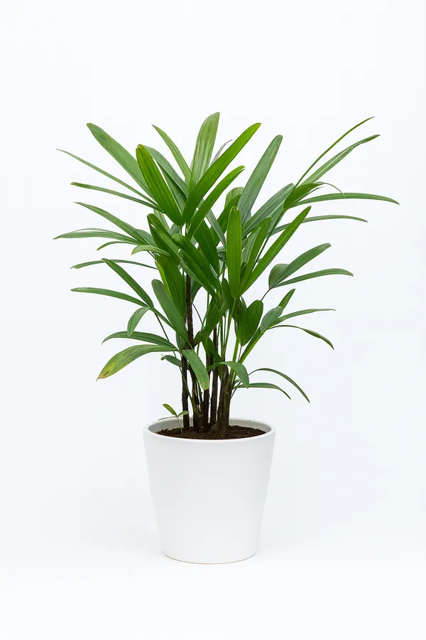 Raphis_palm_best_plant