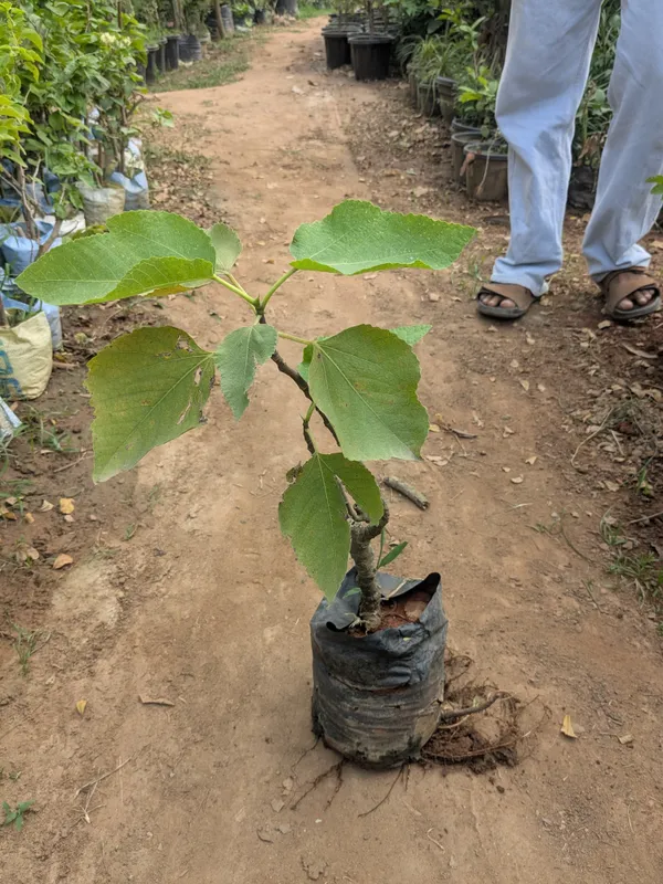 San_Pedro_Fig_(Anjeer)_plant_black_fig_plant_grafted