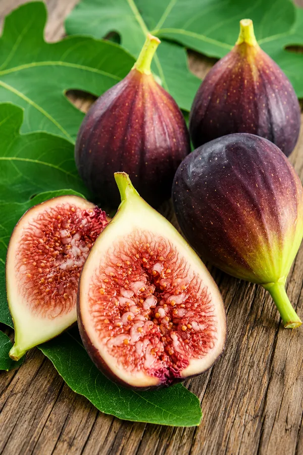 San_Pedro_Fig_(Anjeer)_plant_black_fig_plant_grafted