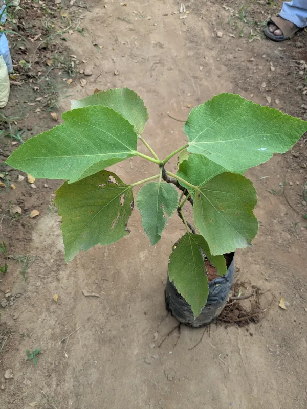 San_Pedro_Fig_(Anjeer)_plant_black_fig_plant_grafted