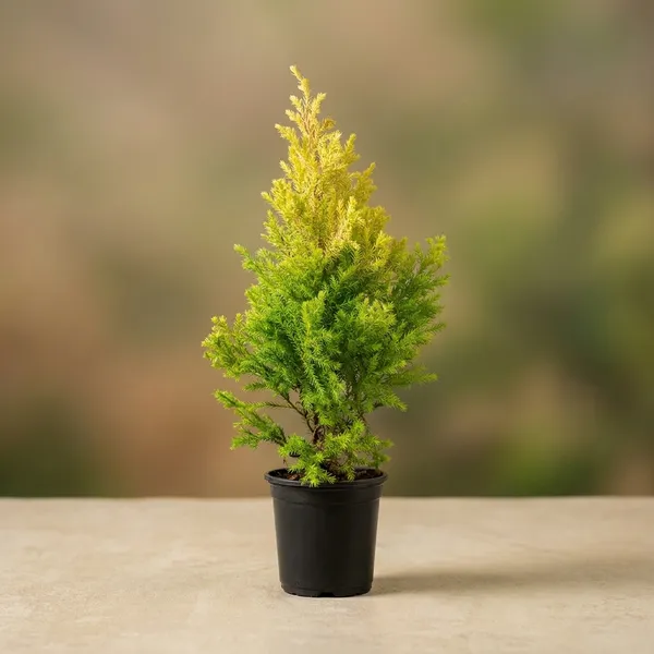 Lemon_Cypress_Plant_-_Cupressus_Macrocarpa_'Goldcrest'_Live_Ornamental_Conifer