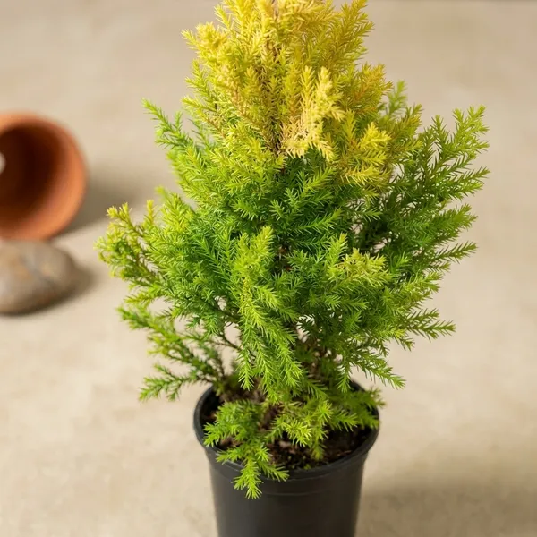 Lemon_Cypress_Plant_-_Cupressus_Macrocarpa_'Goldcrest'_Live_Ornamental_Conifer