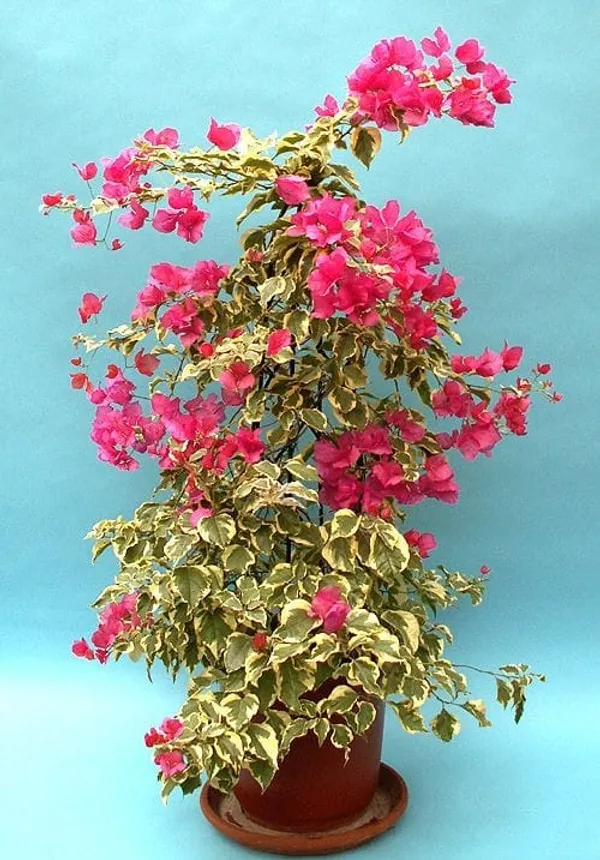 Verigated_Bougainvillae
