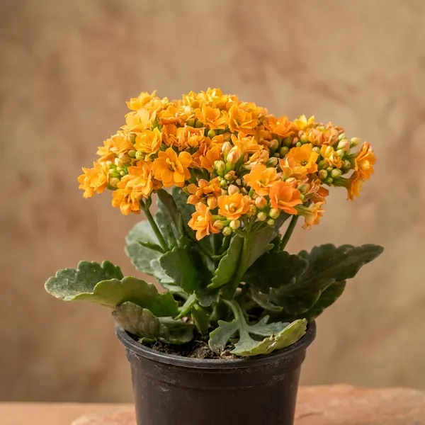 Pack_of_3_Ixora_And_Fresh_Orange_Kalanchoe_Flowering_Plant_With_Green_Foliage_And_Hibiscus_Calcutta_Variety_Yellow_Color