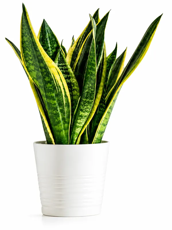 Snake_Plant_(Sansevieria)_–_Air_Purifying_Live_Indoor_Plant