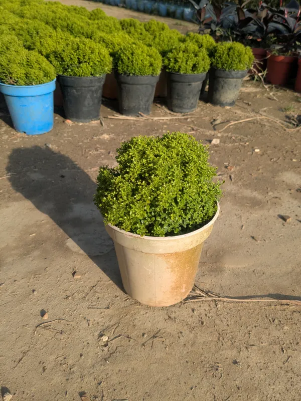 Potted_Green_Shrub_Plant_-_Compact_Indoor,Outdoor_Decorative_Plant