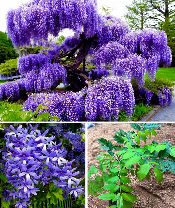 Wisteria_Purple_vine_Sandpaper_vine_for_house_very_beautiful_creeper