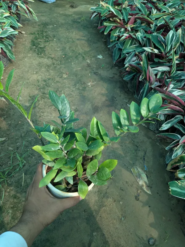 ZZ_Air_Purifying_Indoor_Plant_for_Homes