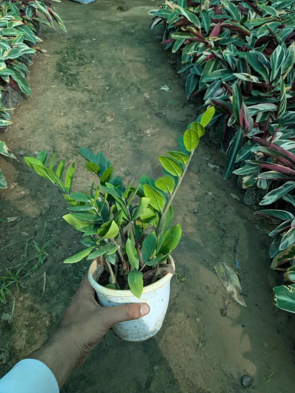 ZZ_Air_Purifying_Indoor_Plant_for_Homes