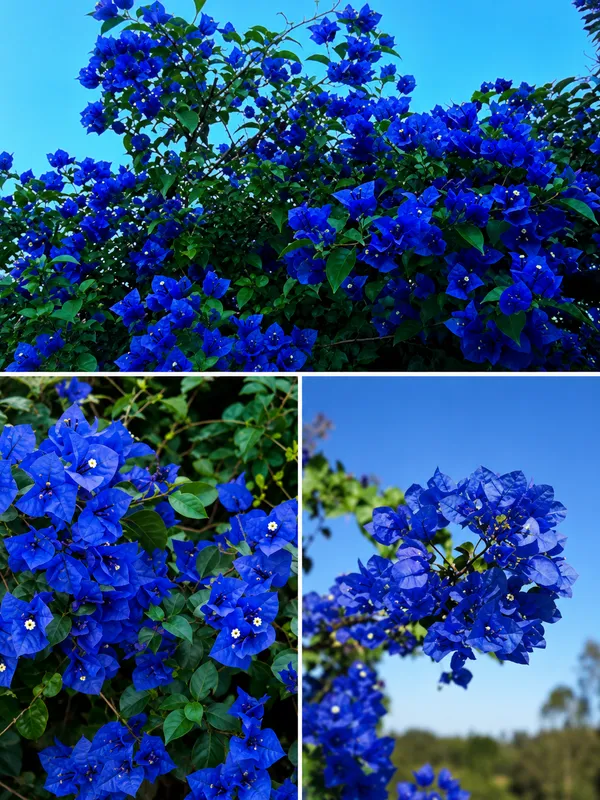 Blue_Bougainville_plant