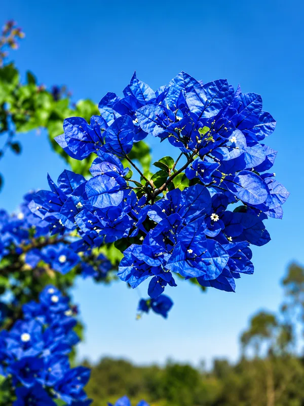 Blue_Bougainville_plant