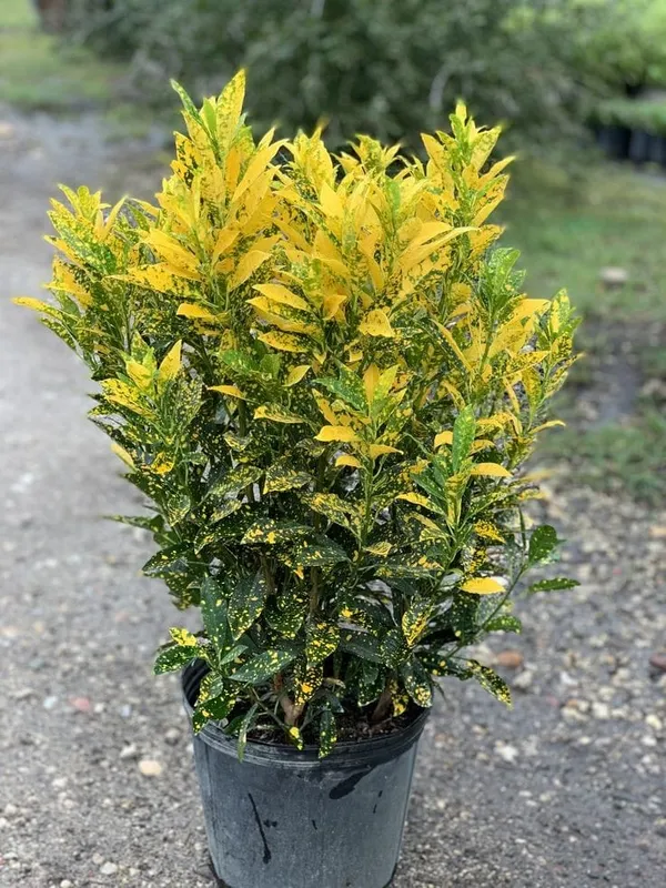 Croton_Ornamental_Foliage_Plant_for_Home_Gardens