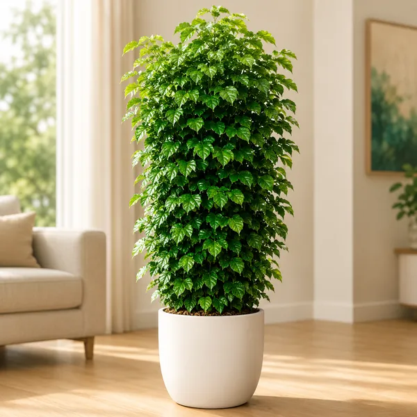 Radermachera_Indoor_Decorative_Plant