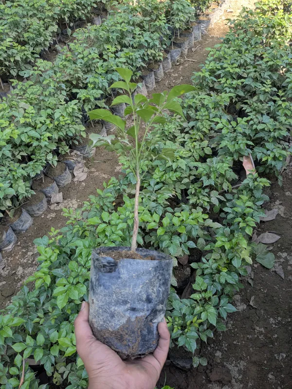 Radermachera_Indoor_Decorative_Plant