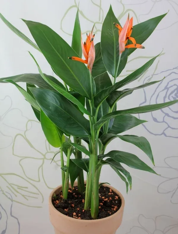 Heliconia_beautiful_flowering_plant