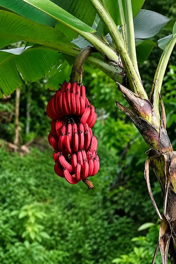 Kerela_Red_banana_plant_amazing_variety_high_quality_red_banana_producing_plant_seedless_banana.