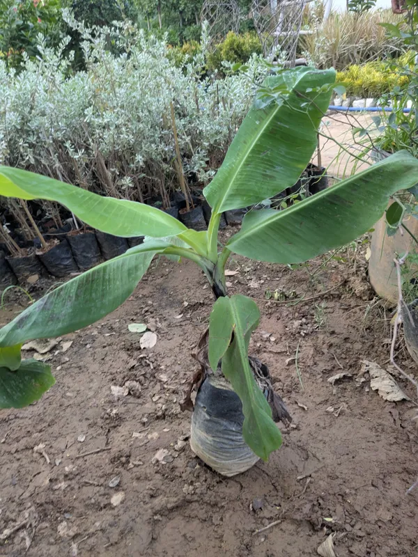 Kerela_Red_banana_plant_amazing_variety_high_quality_red_banana_producing_plant_seedless_banana.