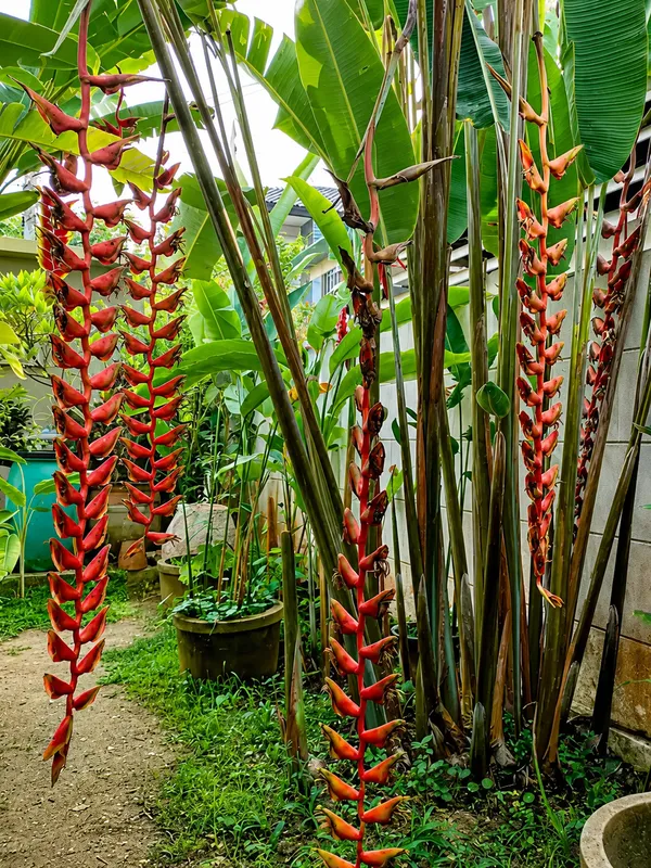 Heliconia_beautiful_flowering_plant