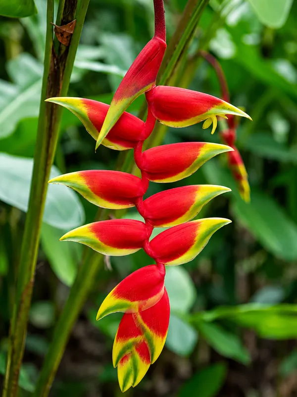 Heliconia_beautiful_flowering_plant