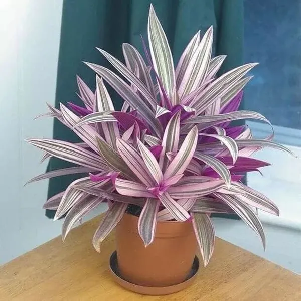 Lipstick_Trailing_Flowering_Plant_for_Indoor_Decor