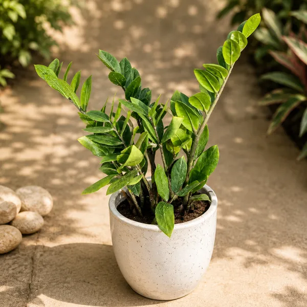 ZZ_Air_Purifying_Indoor_Plant_for_Homes