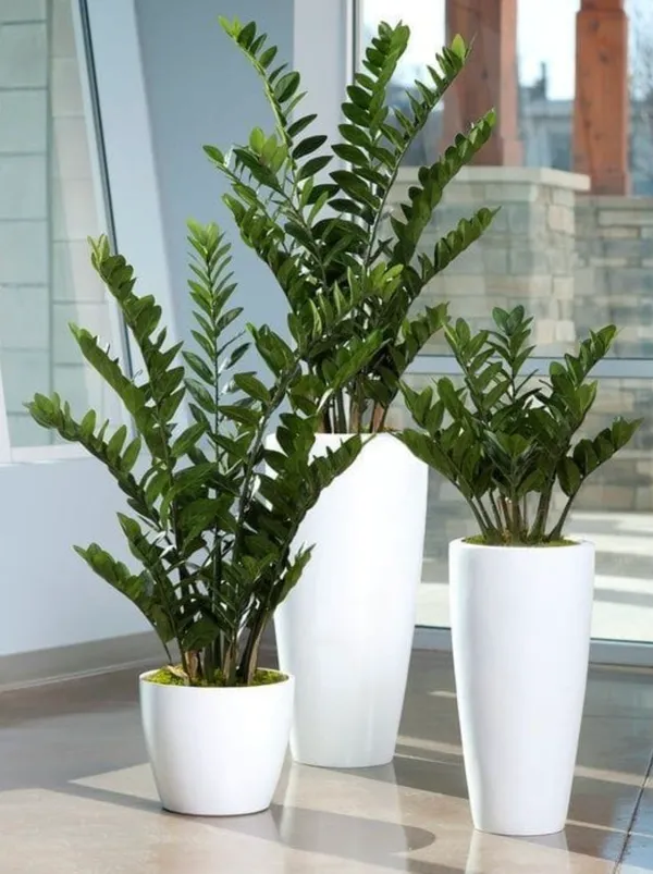 ZZ_Air_Purifying_Indoor_Plant_for_Homes