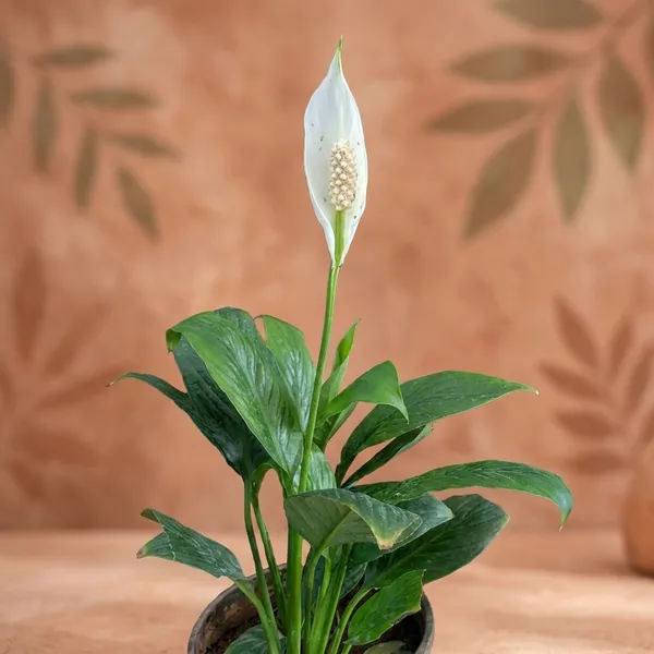 Peace_Lily_Plant_In_Pot