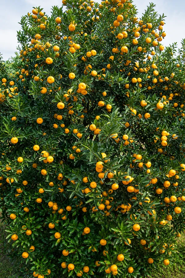Honey_orange_(Nanfengmiju_)_Chinese_mini_orange_variety_imported_and_grafted_for_every_type_of_climate