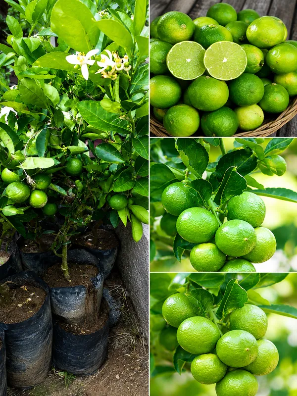Seedless_Lemon_Grafted_Plant_Best_variety_of_lemon_for_terrace_garden_and_home