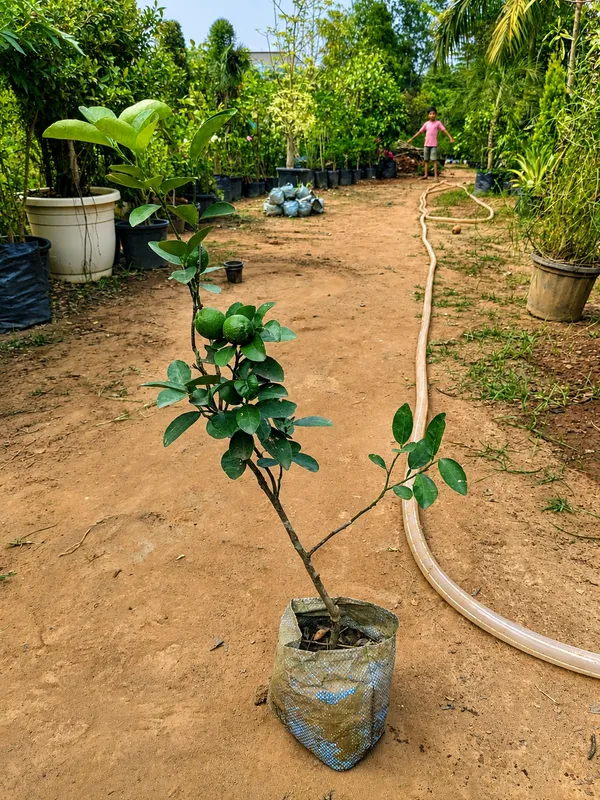 Seedless_Lemon_Grafted_Plant_Best_variety_of_lemon_for_terrace_garden_and_home