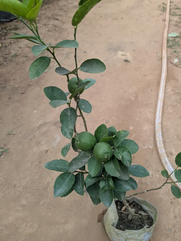 Seedless_Lemon_Grafted_Plant_Best_variety_of_lemon_for_terrace_garden_and_home