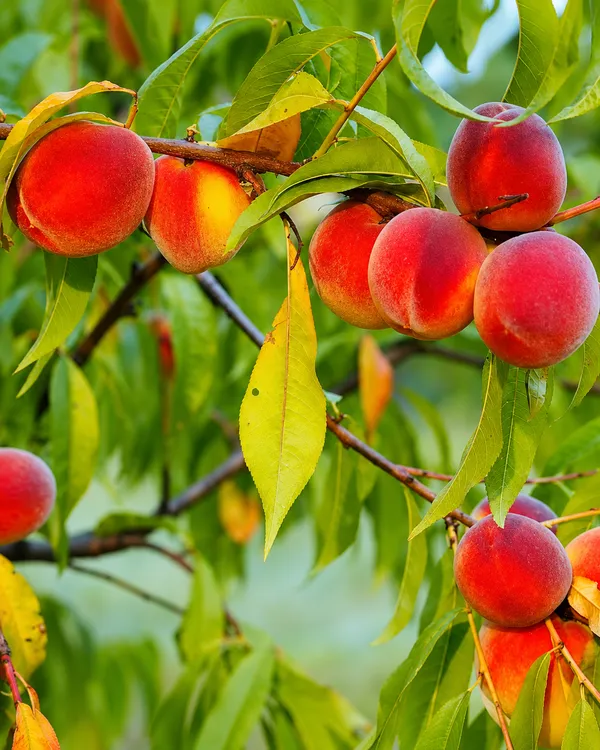 shaan_e_punjab_aadu_peach_plant_grafted_heavy_and_fast_fruiting