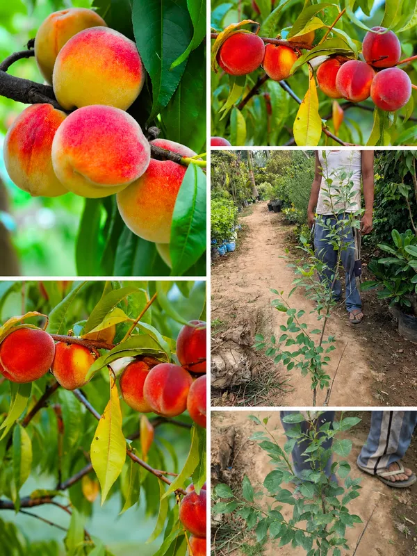shaan_e_punjab_aadu_peach_plant_grafted_heavy_and_fast_fruiting