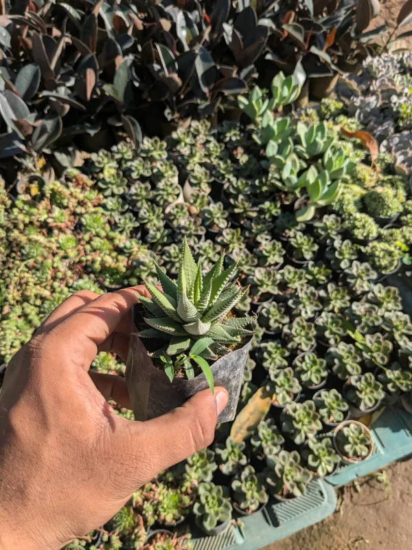 pack_of_8_Succulents_Plant