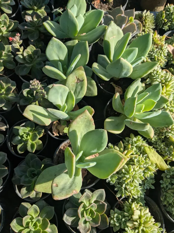 pack_of_8_Succulents_Plant