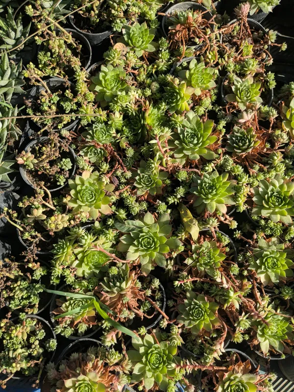 pack_of_8_Succulents_Plant