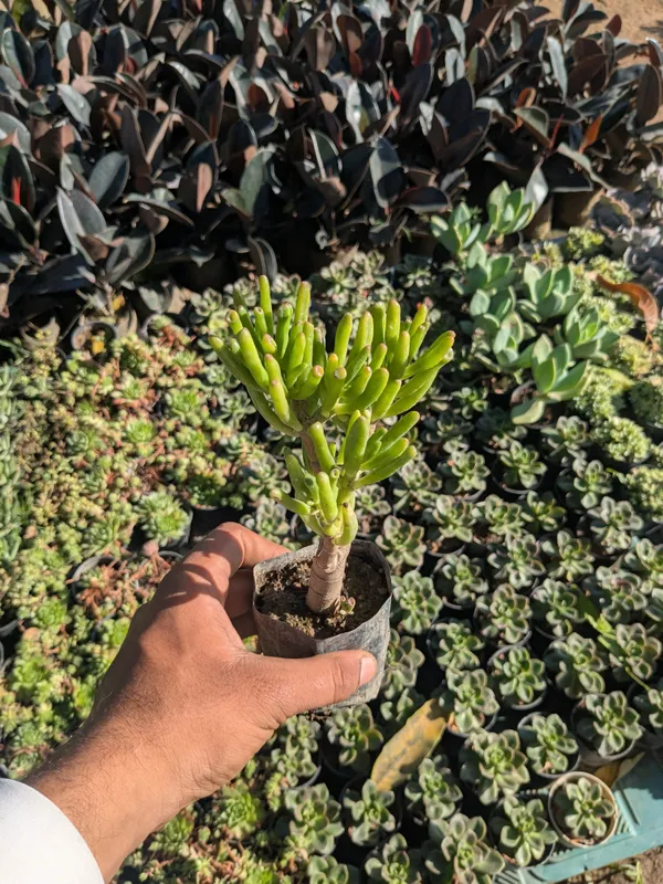 pack_of_8_Succulents_Plant