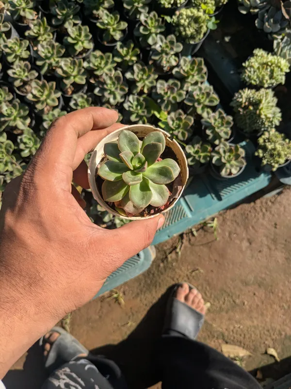 pack_of_8_Succulents_Plant