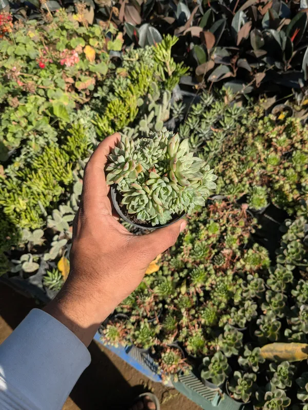 pack_of_8_Succulents_Plant