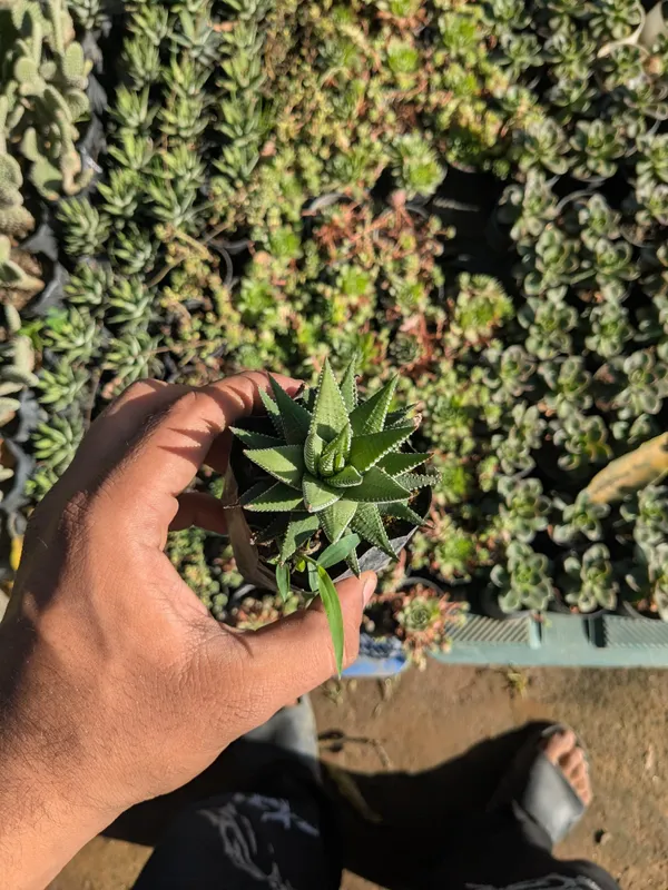 pack_of_8_Succulents_Plant
