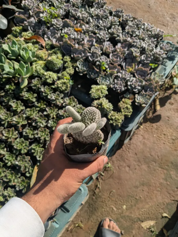 pack_of_8_Succulents_Plant