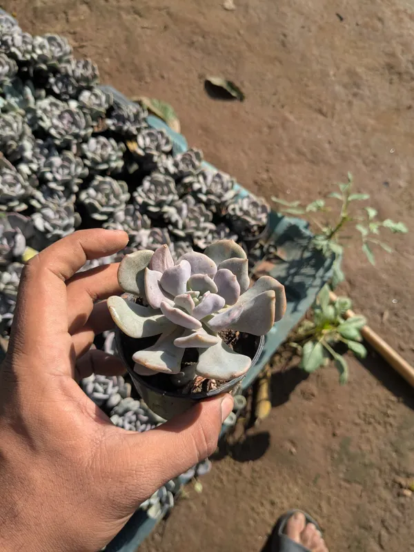 pack_of_8_Succulents_Plant