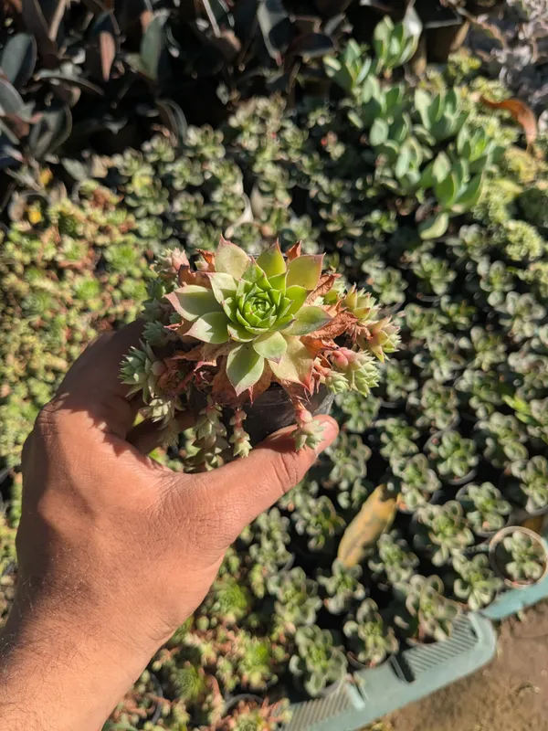 pack_of_8_Succulents_Plant