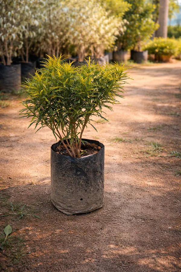 Chironji_Croton_Ornamental_Foliage_Plant_for_Home_Gardens