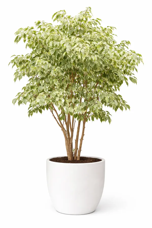 Variegated_Ficus_Decorative_Tree_Plant_for_Home_Decor
