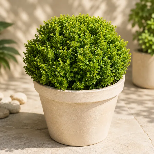 Potted_Green_Shrub_Plant_-_Compact_Indoor,Outdoor_Decorative_Plant