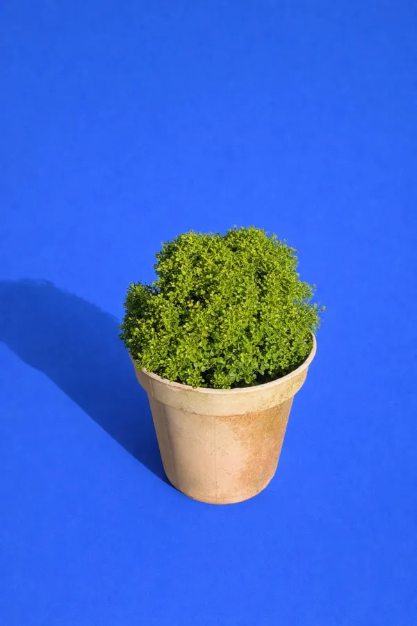 Potted_Green_Shrub_Plant_-_Compact_Indoor,Outdoor_Decorative_Plant